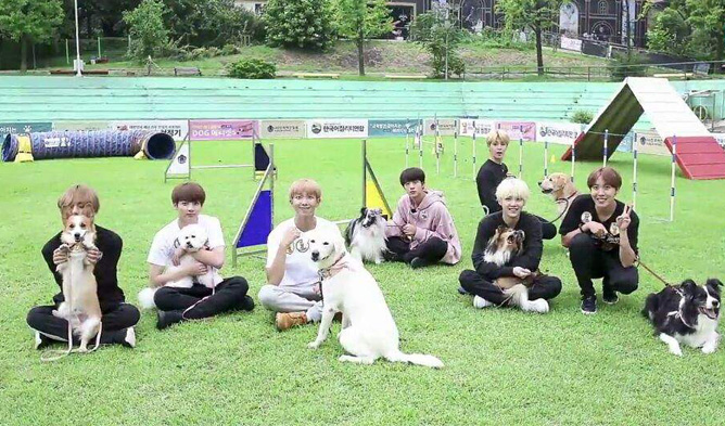 bts pet, bts, bts pet run, bts run, bts animals, bts profile, bts facts, bts members