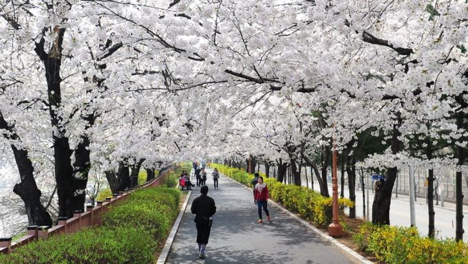 Dongdaemun Spring Blossom Festival (동대문 봄꽃축제) - Kpopmap - Kpop, Kdrama ...