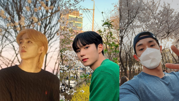 16 Male K Pop Idols Who Took Us On Spring Dates Under The Cherry Blossoms - 47