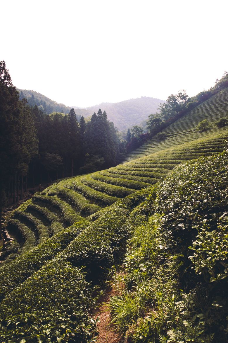 Discover Korea: Experience Korean Tea Culture and Travel Visiting Korea's Tea Fields