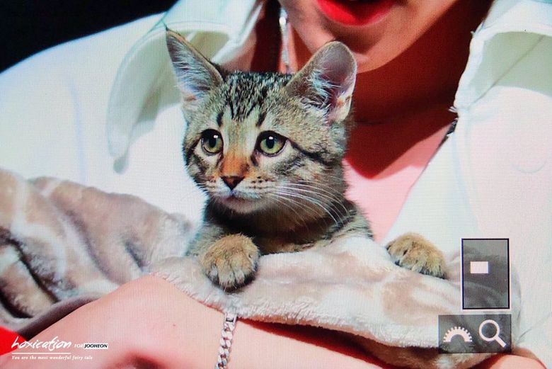 Who Is The Idol That Brought His Adorable Cats To Fansign?