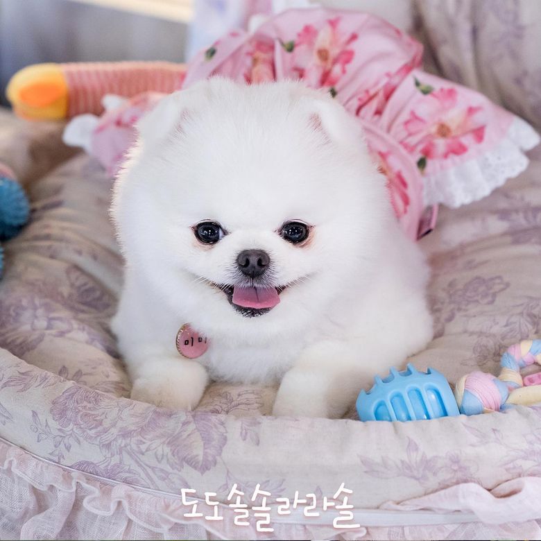 Korean Viewers Are Curious About MiMi, The Cute Dog Of "Do Do Sol Sol La La Sol", Find Out About Byul