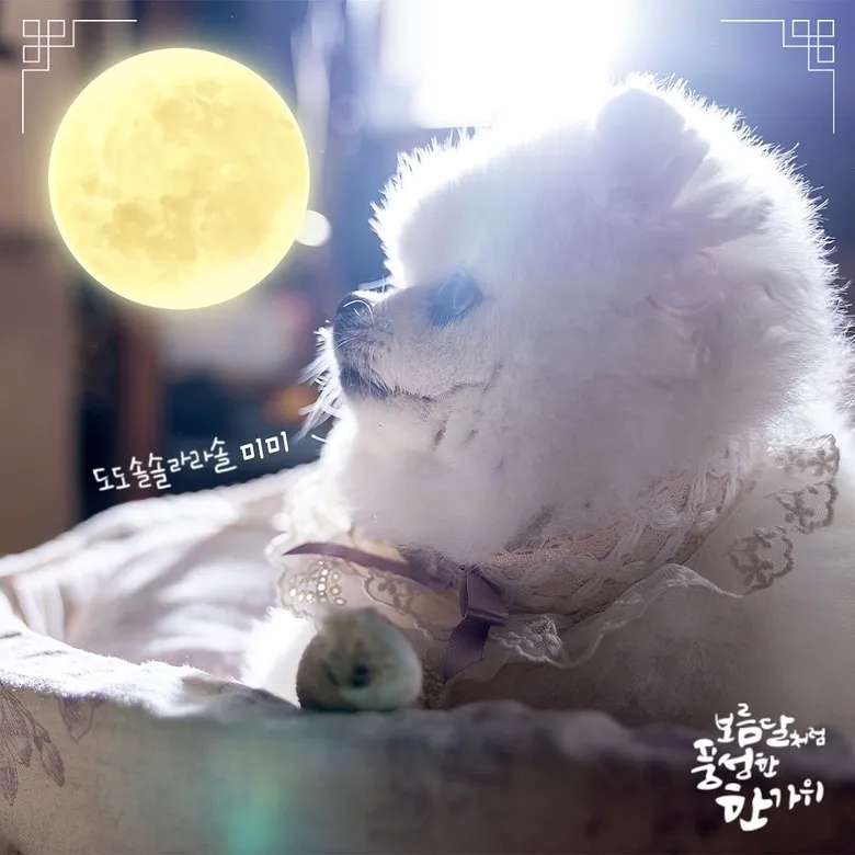 Korean Viewers Are Curious About MiMi, The Cute Dog Of "Do Do Sol Sol La La Sol", Find Out About Byul