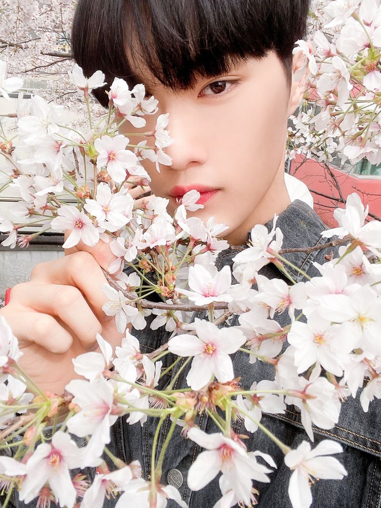 CIX Takes FIX Out On A Heart Fluttering Cherry Blossom Date Together  - 81