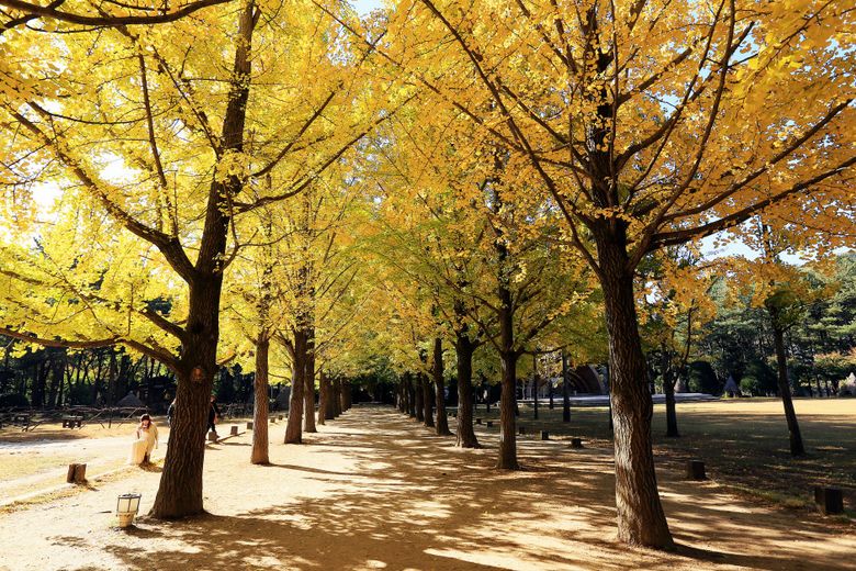 Autumn In Korea: Where Can You Enjoy Beautiful Foliage Away From Crowds?